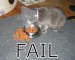 Cat_fail_Fail-s446x354-10288-580